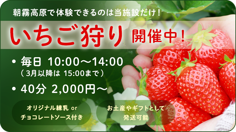 いちご狩り